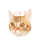 ねこのいるせいかつ（個別スタンプ：1）