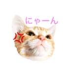 ねこのいるせいかつ（個別スタンプ：3）
