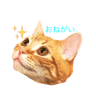 ねこのいるせいかつ（個別スタンプ：4）