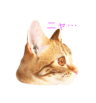 ねこのいるせいかつ（個別スタンプ：5）