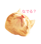 ねこのいるせいかつ（個別スタンプ：6）