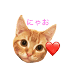 ねこのいるせいかつ（個別スタンプ：7）