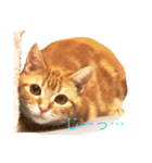 ねこのいるせいかつ（個別スタンプ：8）