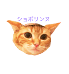 ねこのいるせいかつ（個別スタンプ：9）