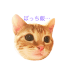 ねこのいるせいかつ（個別スタンプ：10）