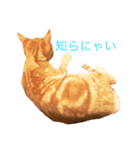 ねこのいるせいかつ（個別スタンプ：12）