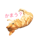ねこのいるせいかつ（個別スタンプ：13）