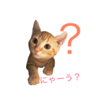 ねこのいるせいかつ（個別スタンプ：14）