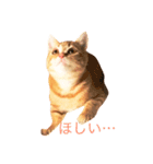 ねこのいるせいかつ（個別スタンプ：15）