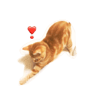 ねこのいるせいかつ（個別スタンプ：16）