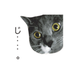 猫のペロ（個別スタンプ：4）