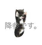 猫のペロ（個別スタンプ：6）