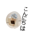 黒ごま＆そら（個別スタンプ：5）
