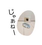 黒ごま＆そら（個別スタンプ：6）