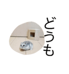 黒ごま＆そら（個別スタンプ：7）