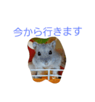 黒ごま＆そら（個別スタンプ：9）