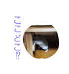 黒ごま＆そら（個別スタンプ：15）