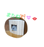 黒ごま＆そら（個別スタンプ：24）