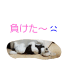 黒ごま＆そら（個別スタンプ：34）