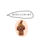 トイプードルのレオナルド 2（個別スタンプ：3）