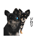 チワワのTed＆Kuma（個別スタンプ：12）