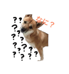私の愛犬 ちい（個別スタンプ：1）