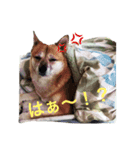私の愛犬 ちい（個別スタンプ：2）