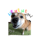 私の愛犬 ちい（個別スタンプ：3）