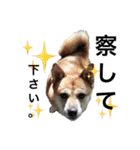 私の愛犬 ちい（個別スタンプ：5）