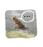 私の愛犬 ちい（個別スタンプ：7）