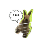 うさぎのキナコの日常（個別スタンプ：1）