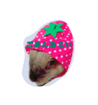 うさぎのキナコの日常（個別スタンプ：3）