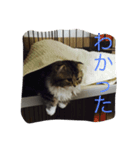 ぼく♀の日常①（個別スタンプ：1）