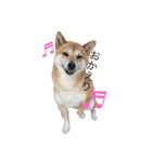 柴犬☆きっちゃんスタンプ（個別スタンプ：1）
