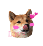 柴犬☆きっちゃんスタンプ（個別スタンプ：4）