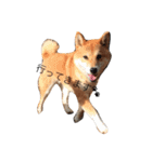 柴犬☆きっちゃんスタンプ（個別スタンプ：5）