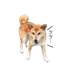 柴犬☆きっちゃんスタンプ（個別スタンプ：8）