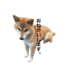柴犬☆きっちゃんスタンプ（個別スタンプ：16）