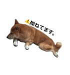 柴犬☆きっちゃんスタンプ（個別スタンプ：19）