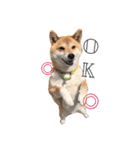 柴犬☆きっちゃんスタンプ（個別スタンプ：21）