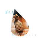 ころころこころ（個別スタンプ：13）