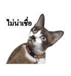 K9 ＆ friends（個別スタンプ：31）