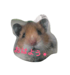 おかぴー（個別スタンプ：1）