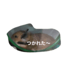 おかぴー（個別スタンプ：6）