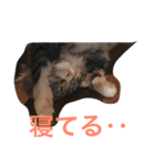 あんこときなこ（個別スタンプ：6）