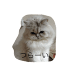 感情的なネコとイヌ（個別スタンプ：6）