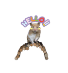 Hamster Jiffow's Home（個別スタンプ：1）