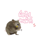 Hamster Jiffow's Home（個別スタンプ：2）