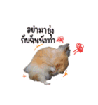 Hamster Jiffow's Home（個別スタンプ：5）