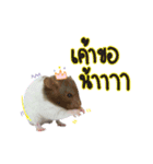 Hamster Jiffow's Home（個別スタンプ：7）